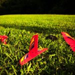 aeromodelo destruido